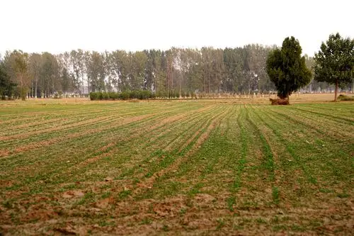 农田,土壤疏松到好像沙坑,想象一下,冬天,刮一场大风是什么情景?