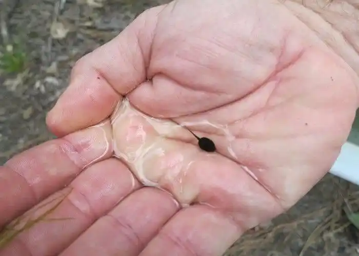 女子在河边捡到「怪异条状物」,把它带回家一段时间后,女子后悔得想哭