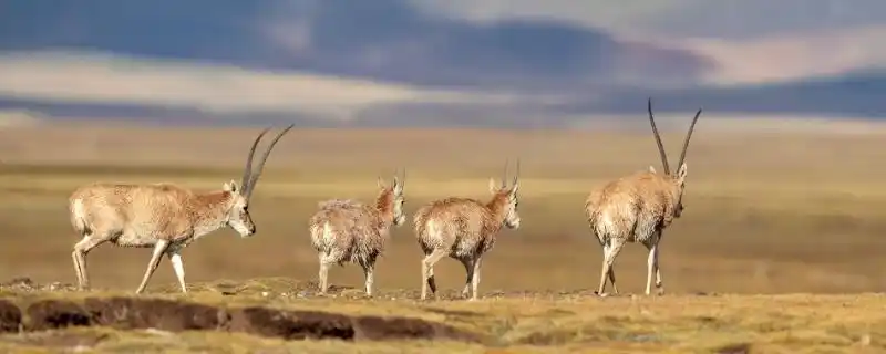 具体情况如下:1,藏羚羊:雄性长有长角,大约54-60cm,而雌性没有角.