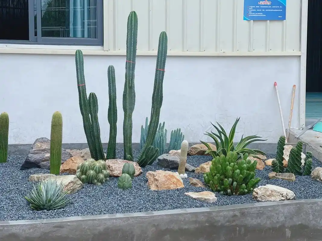 植物造景微景观 ,肉球之家晨岩园艺自家基地沙生多肉植物,与 - 抖音