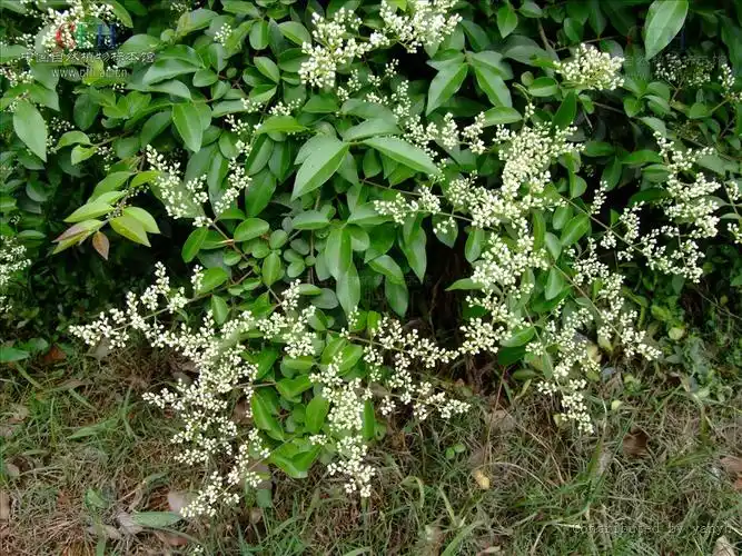 a target="_blank" href="/item/女贞属">女贞属 /a>常绿灌木或乔木