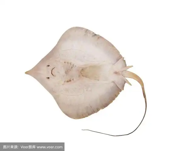 鳐鱼孤立在白色背景上