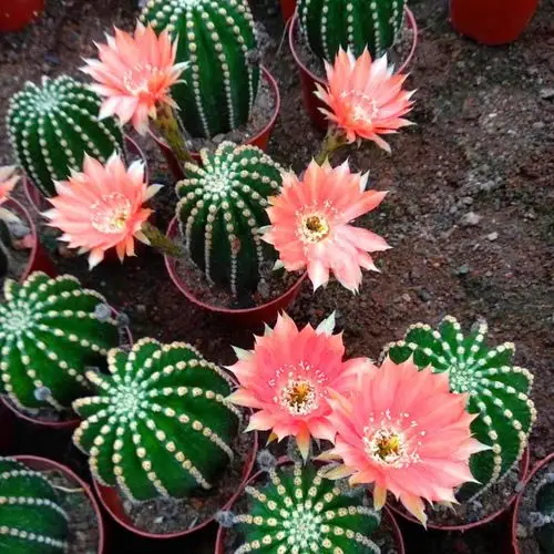 黑金刚开花仙人球 多肉植物开大花仙人球植物 开花仙人球盆栽花卉 粉