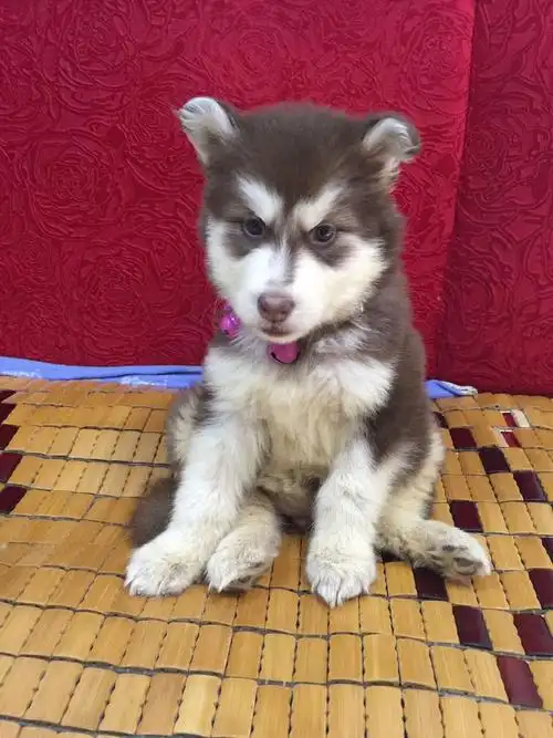 同城求购自动挡轿车丨出售阿拉斯加幼犬丨求租新一小附近房子