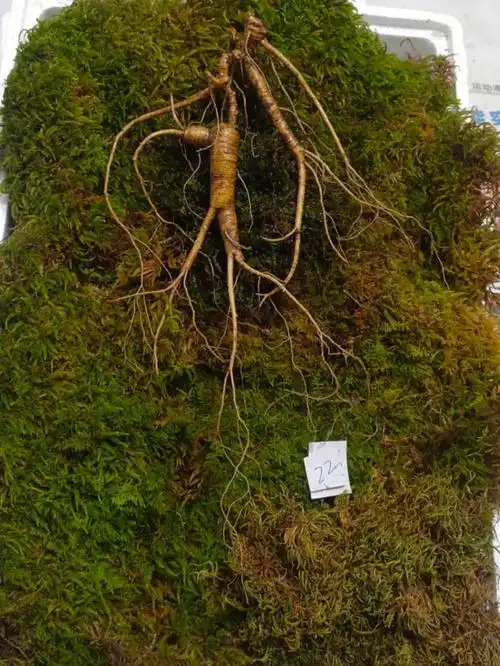 好漂亮的野山参啊泡酒煲汤都好大补元气