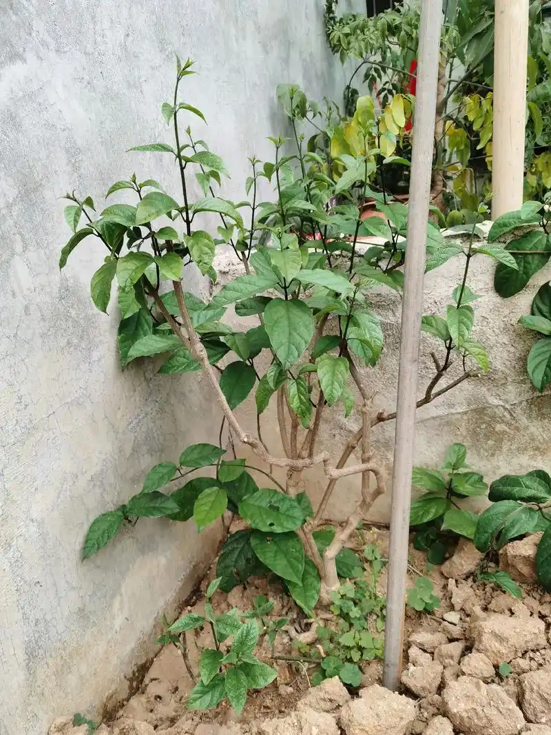 九龙吐珠花,记录从盆栽移到地栽爆花#生活随拍记录美好瞬间  - 抖音