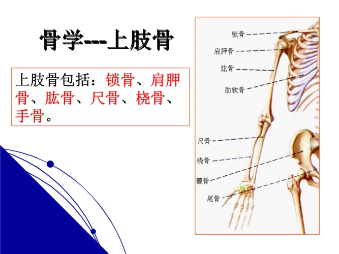 解剖学课件上肢骨.ppt