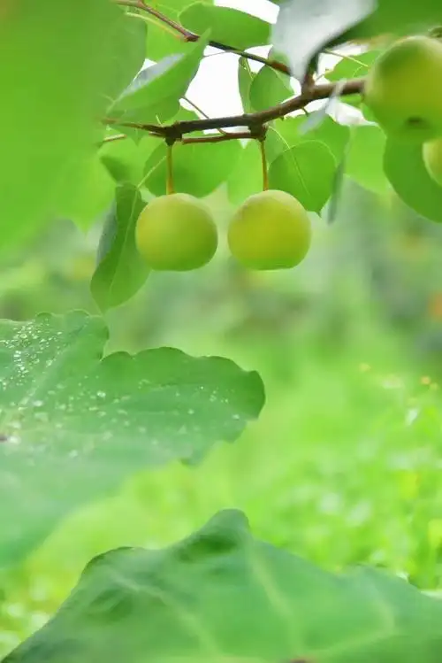 绿色水果有哪些