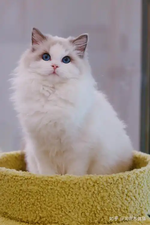 「布偶猫」的外形特点是什么,有哪些生活习性? - 知乎