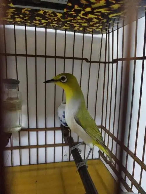 绣眼鸟公母的鉴别方法 绣眼鸟认识公母的误区(2)