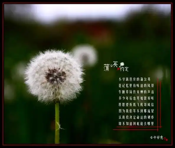 【蒲公英的约定】--仅此纪念飓雨中飞散的蒲公英