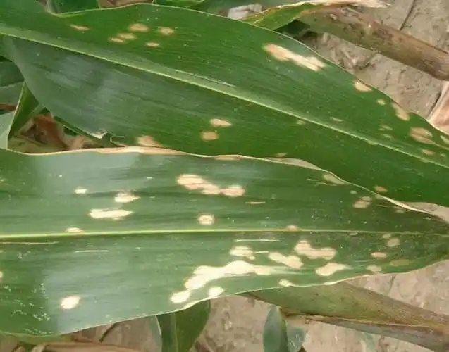 关于玉米灰斑病你了解多少?如何防治玉米灰斑病?