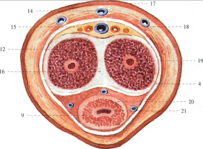 阴茎体横切面-系统解剖学-医学