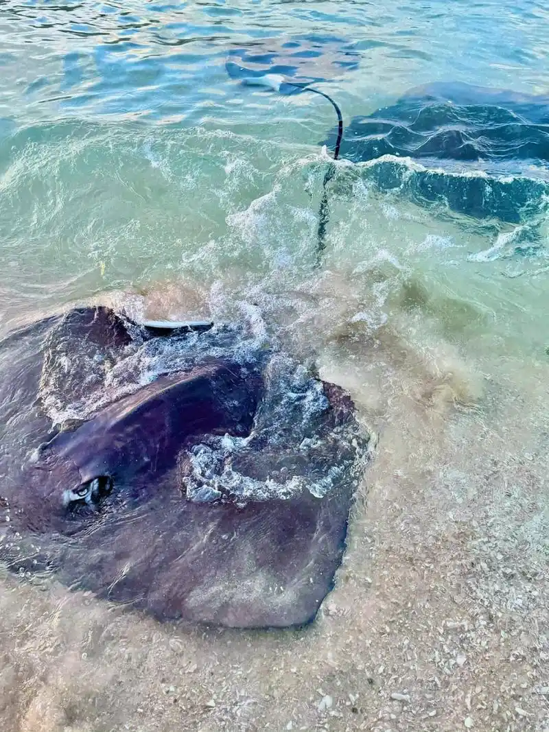 掏心窝子的建议  11566 如果想带宝宝去分界洲岛喂魔鬼鱼,记得要