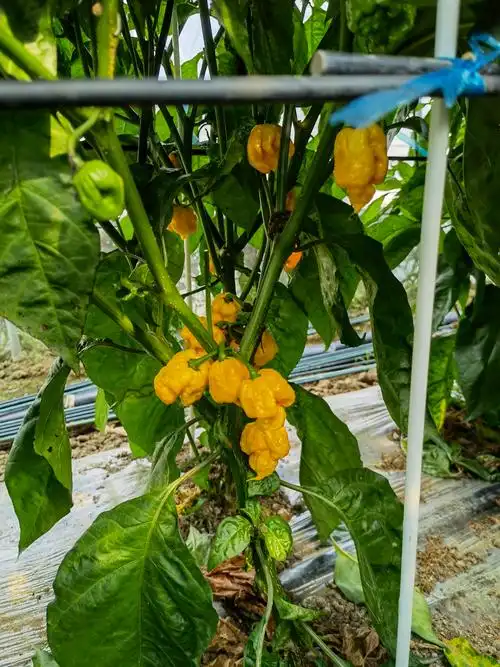 辣椒合集进口传家宝农家品种五彩甜椒种子籽孑家庭园艺种子