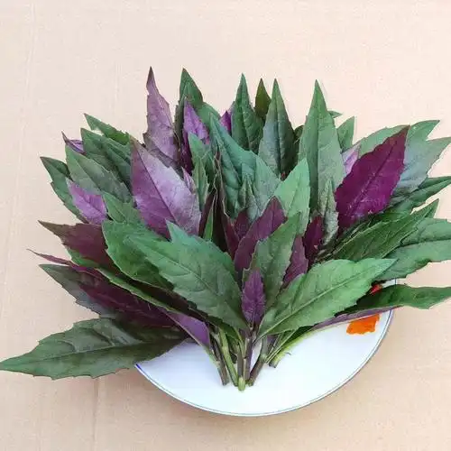 血皮菜四川新鲜紫背菜紫背天葵观音菜红背菜新鲜蔬菜2斤装