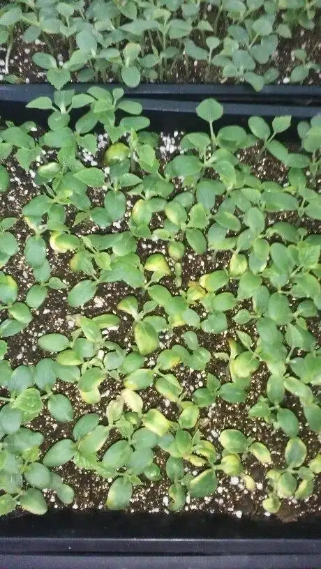 小瓜苗发黄慢慢的死了怎么办?