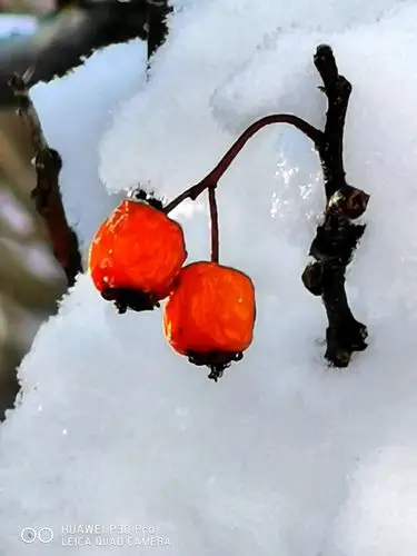 雪映山楂果 红艳美山峦