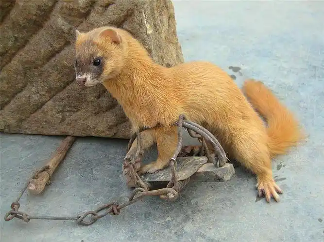 黄鼠狼全身是宝,为啥很少有人愿意养殖?养殖户:真养不起啊