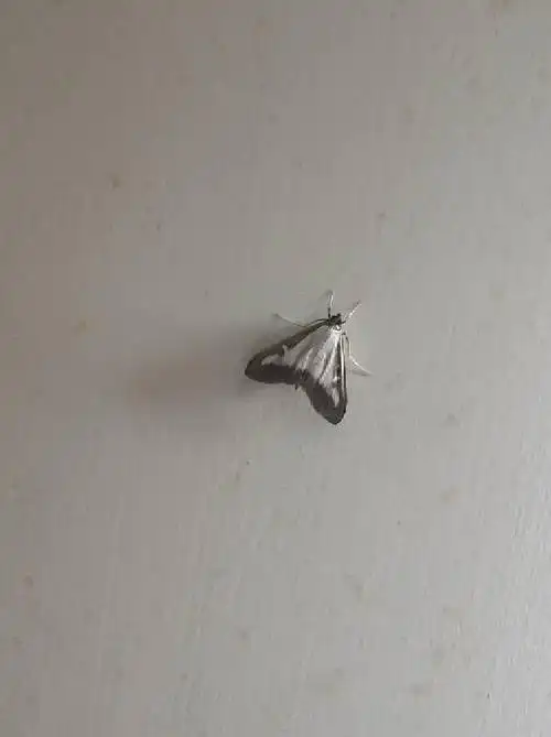 家里最近突然有了很多不同种的飞蛾怎么办?