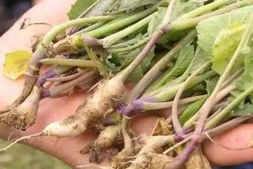 油菜根肿病防治方法播种前苗床消毒避免过量施肥