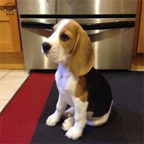 血统级比格短毛米格鲁猎兔犬比格猎狗 高智商家养中小型犬视频挑选