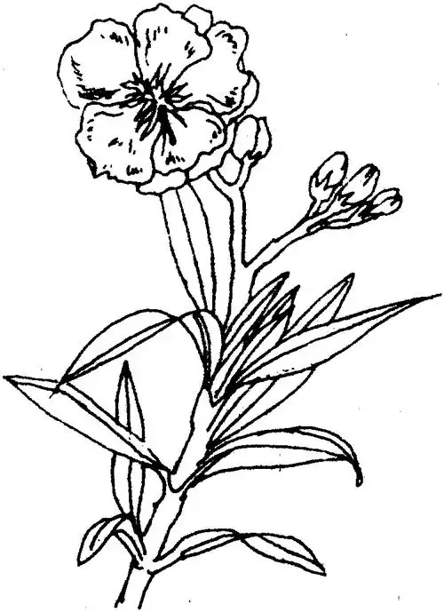 夹竹桃-百花百话-专业词典