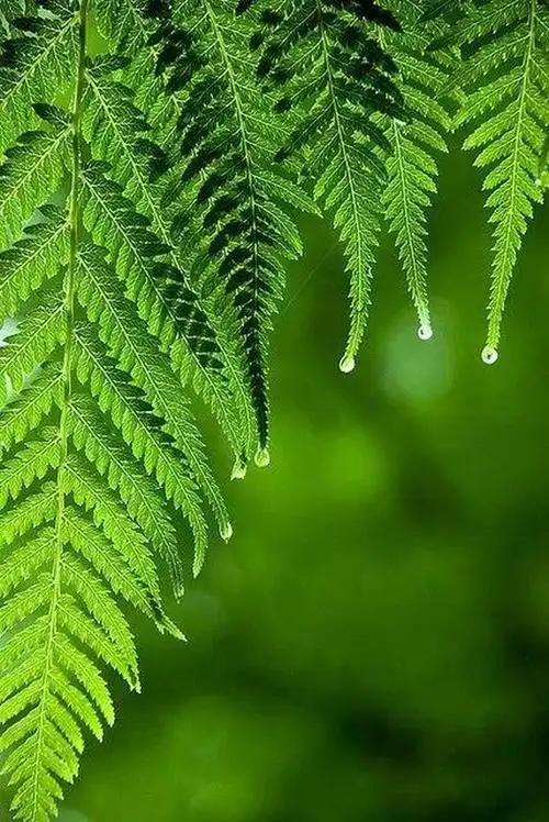 它们的叶子在森林深处散发着强烈旺盛的生命力,遇到了阳光,便又充满了