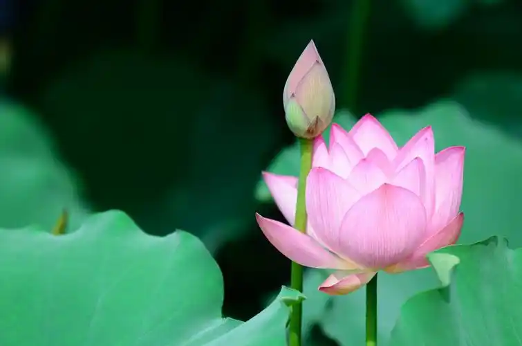 映日荷花_风景_poco摄影