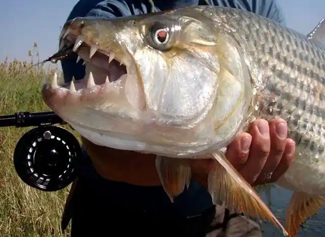 非洲凶狠的黄金猛鱼,5分钟就能把鳄鱼身上肉吃完,现已是观赏鱼