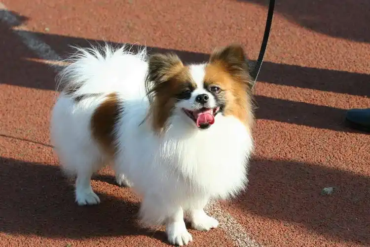 蝴蝶犬性格平和,活泼,顺从,适应性强,适合作伴侣犬