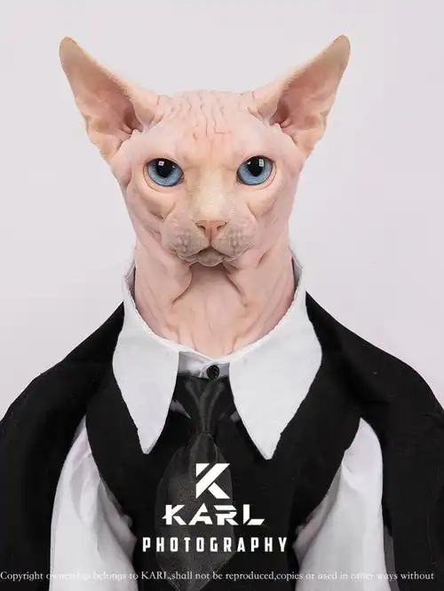 无毛猫日常  #斯芬克斯无毛猫  #西装  #写真 #拍照 #霸道总裁