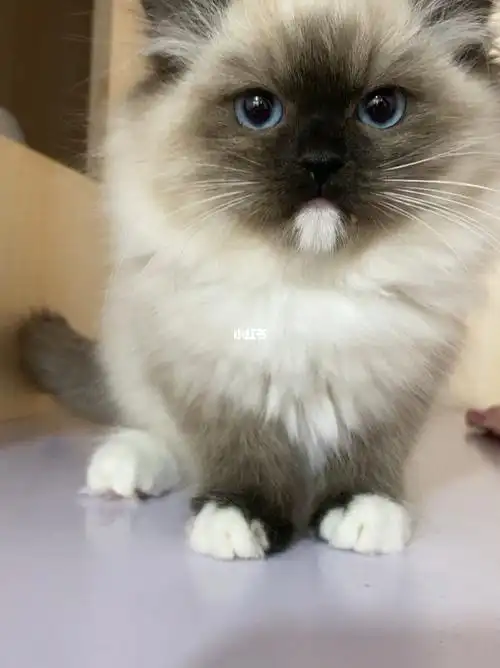 重点手套色布偶