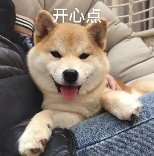 萌宠gif汪星人gif开心点gif笑一个gif搞怪gif逗gif