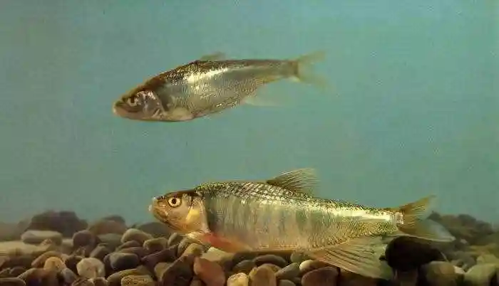 淡水观赏鱼的种类图片中国淡水观赏鱼图集