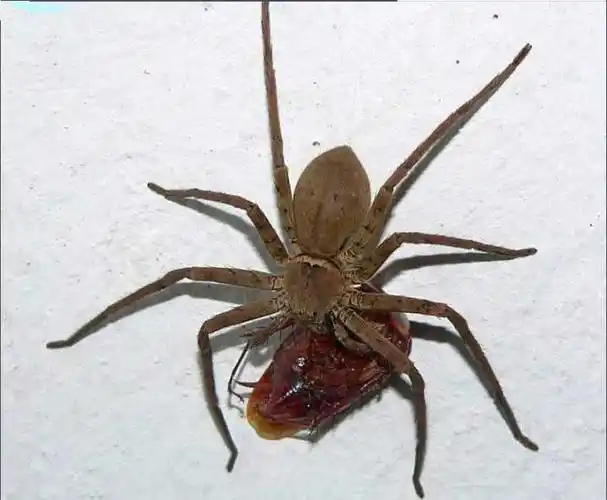 白额高脚蛛,南方超级常见蜘蛛,无毒,胆小,体型大.