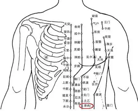 滑肉门穴_胸部腹部穴位_【人体穴位图】人体穴位大全