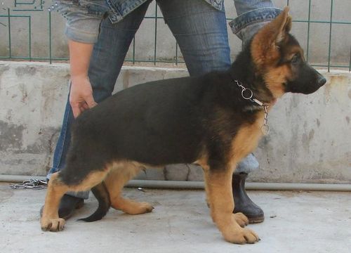 出售德国牧羊犬 活体德牧 纯种德牧幼犬黑背马犬黑狼狼青杜