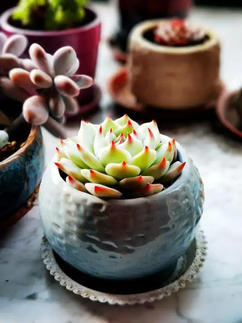 治愈系可爱的多肉植物