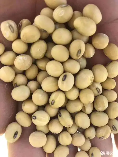 黄豆种子
