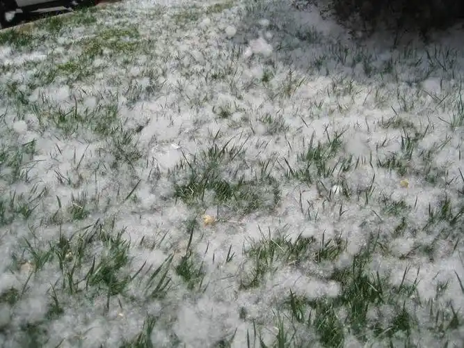 其它 五月的杨絮让整个华夏都穿上了醉人的服装  我问满天飞舞的杨絮