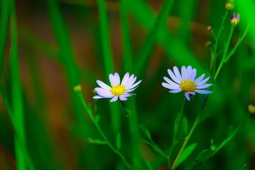 路边小野花壁纸图片