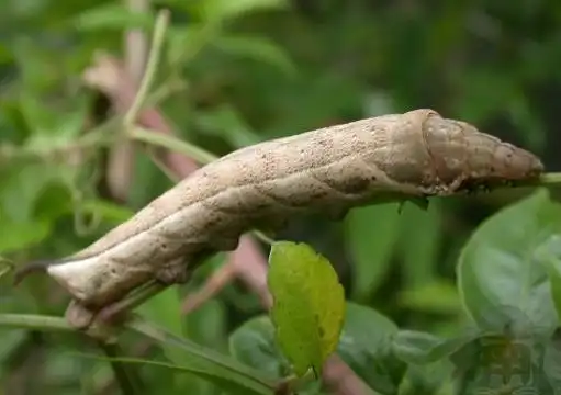 图片角度不太好,可能是: 星点多斜纹天蛾的幼虫
