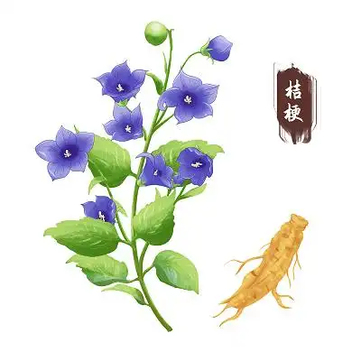 手绘桔梗中草药中药元素可编辑材料采药元素