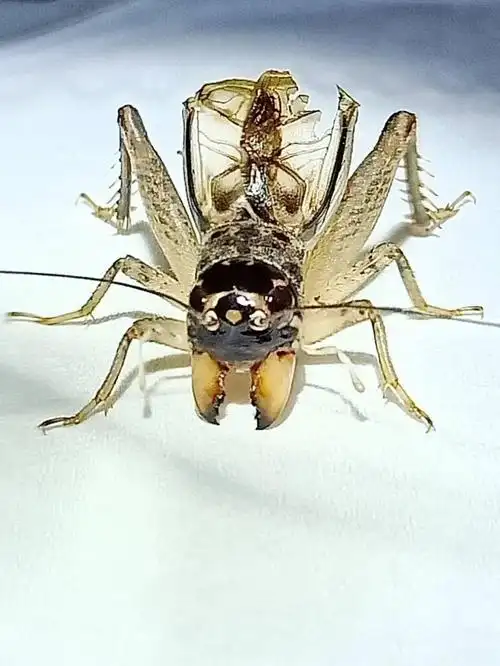 2020左搭脆衣银牙青天津斗场六路封王