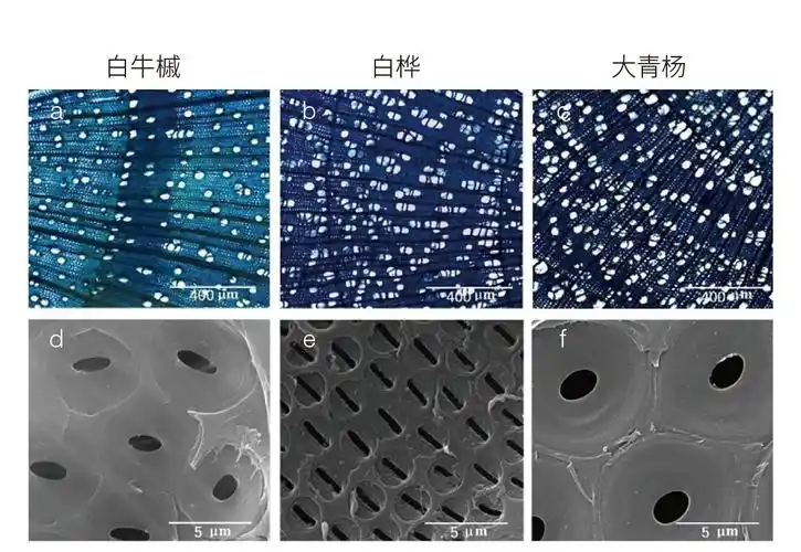 图5三个功能类群的代表树种的组织水平和纹孔水平木质部的解剖图