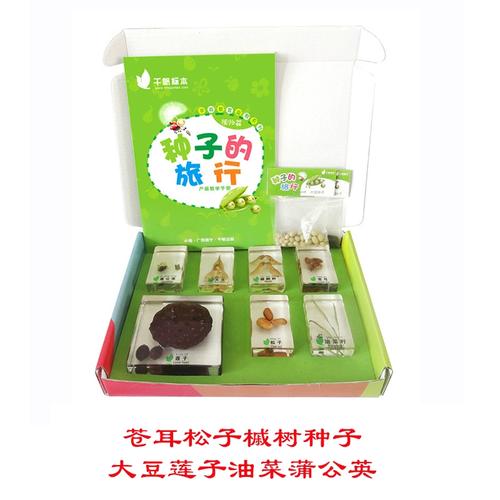 种子的旅行苍耳松子槭树大豆莲子油菜蒲公英植物标本儿童科学实验