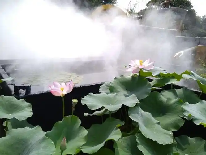 别有一番婉约风韵生在天宫瑶池朦胧神韵,大美荷花雾里看花