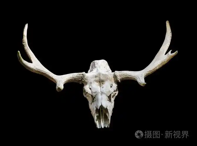 驼鹿头骨,上面有黑色背景上的鹿角