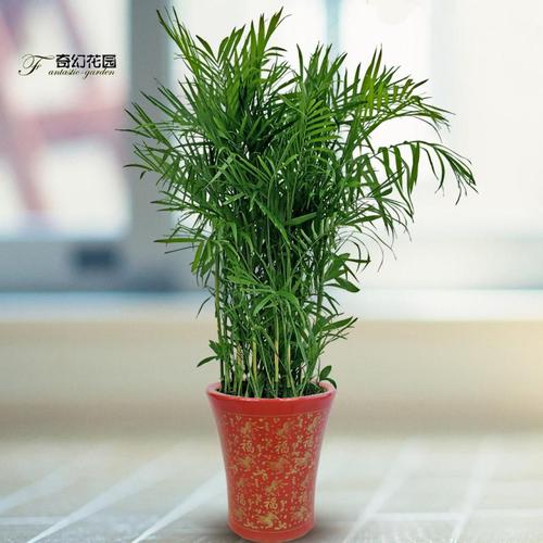 夏威夷竹子盆栽散尾袖珍椰子椰子绿绿植超耐加湿大型绿植